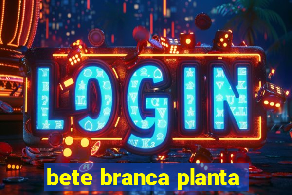 bete branca planta